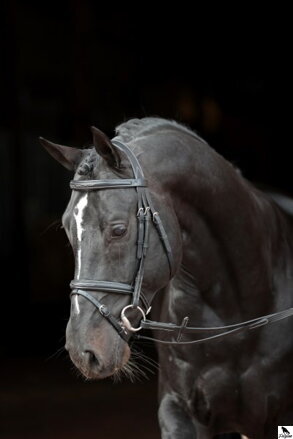 Používanie uzdy pre kone