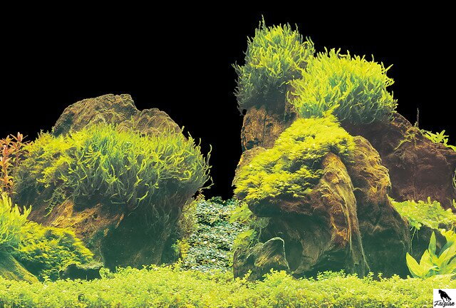 SF DECO POSTER E 120 X 61 CM