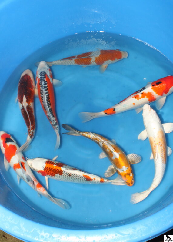 Japonsky koi Japonské koi MIX 30-40cm