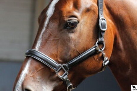 Používanie ohlávok pre kone